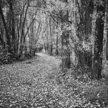 Arrowtown Autumn