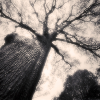 Catherine Parr Oak Thorp Perrow Arboretum