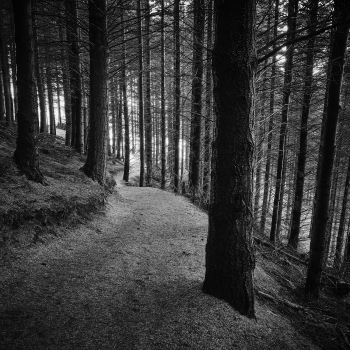 Down To The Woods Ben Lomond