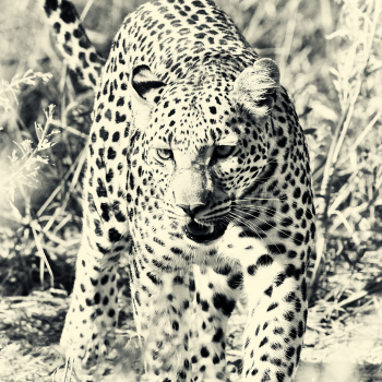 Leopard Hunting