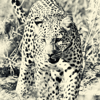 Leopard Hunting