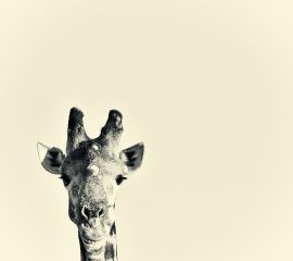 Smiling Giraffe