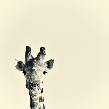 Smiling Giraffe